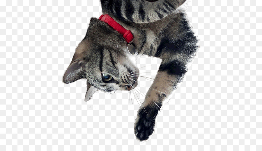 Gato，Muñeca PNG