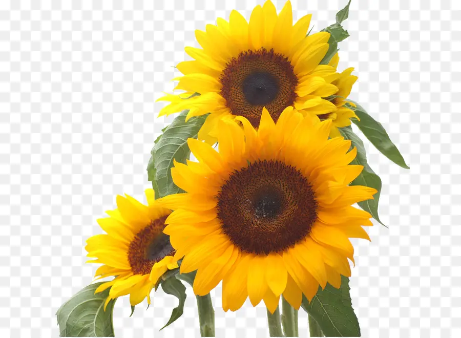 Girasoles Amarillos，Naturaleza PNG