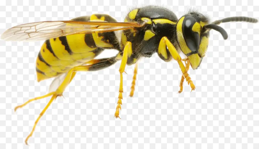 Hornet，Abeja PNG