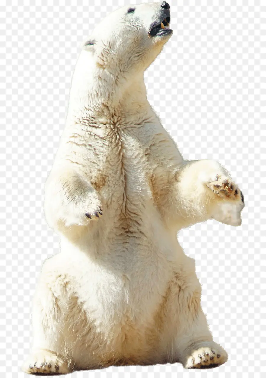 Oso Polar，Blanco PNG