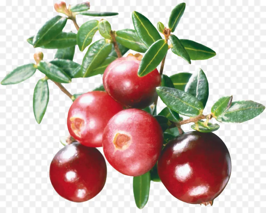 Arándano，Berry PNG