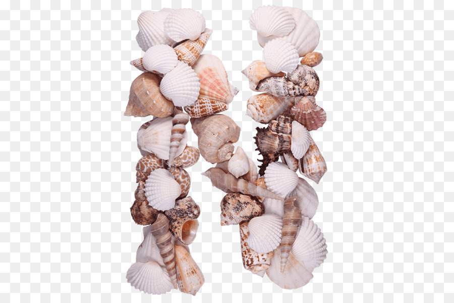 Colección De Conchas Marinas，Variedad PNG