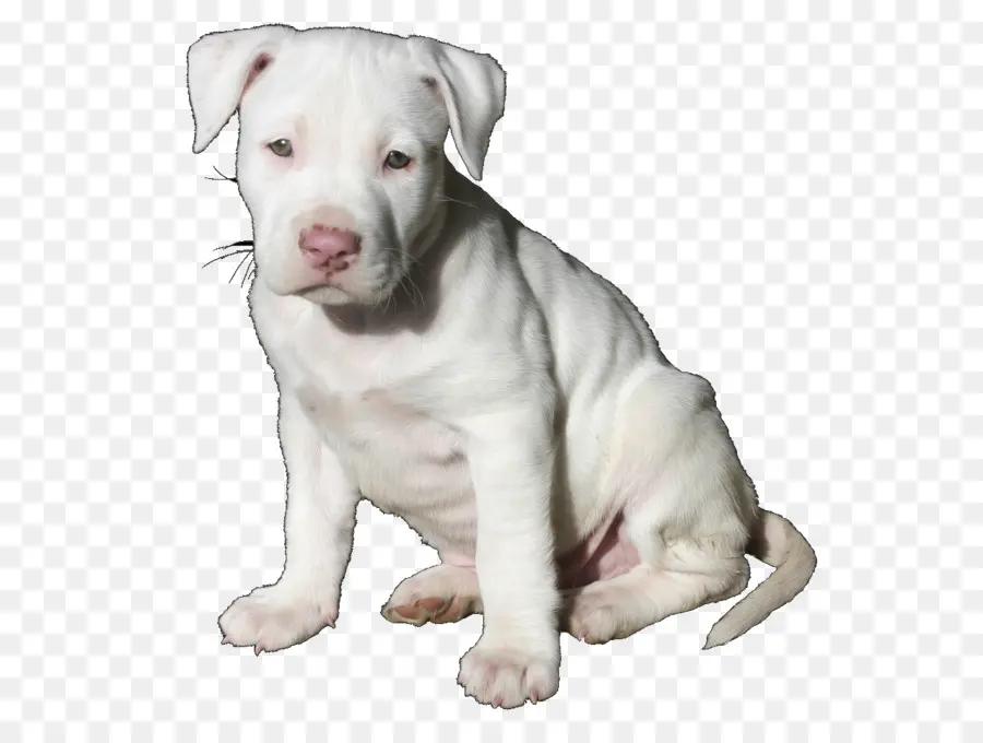 Cachorro，Perro PNG