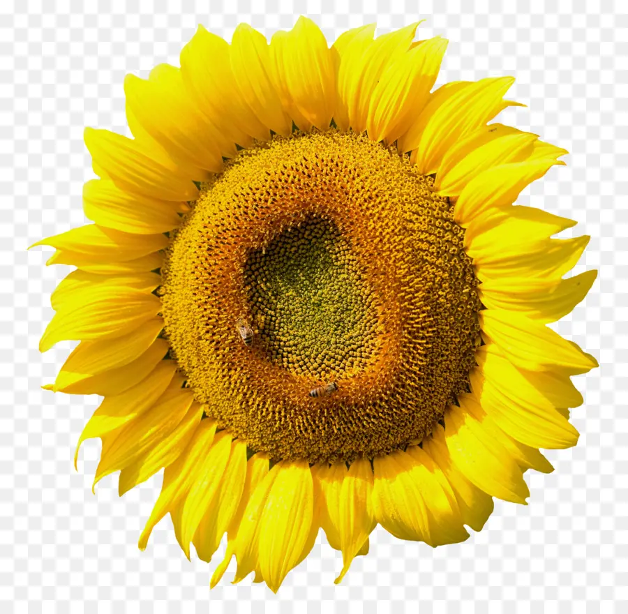 Girasol Común，Flor PNG