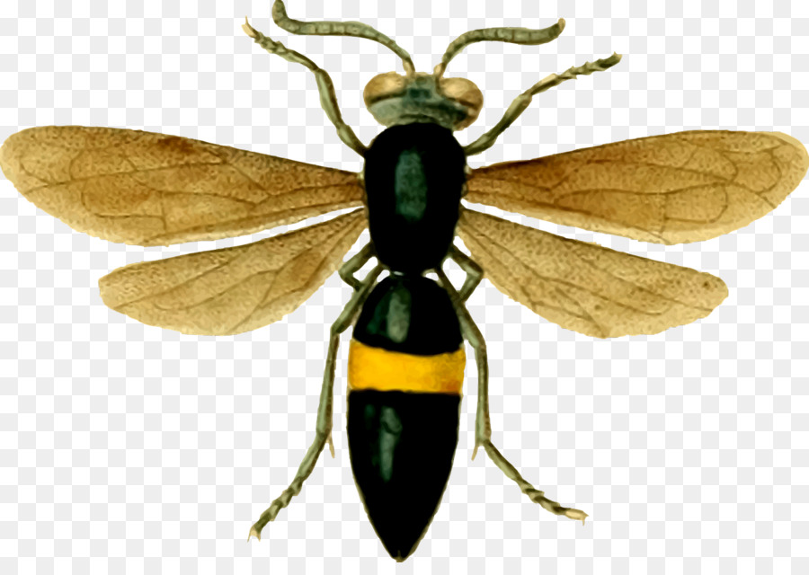 Abeja，Alas PNG