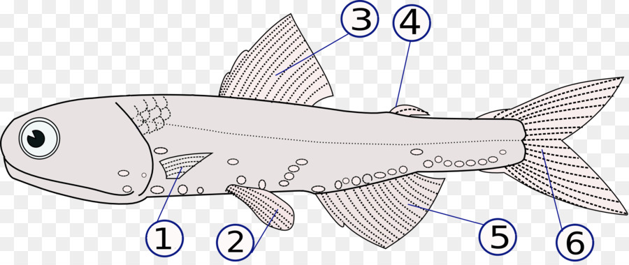 Diagrama De Pescado，Pez PNG