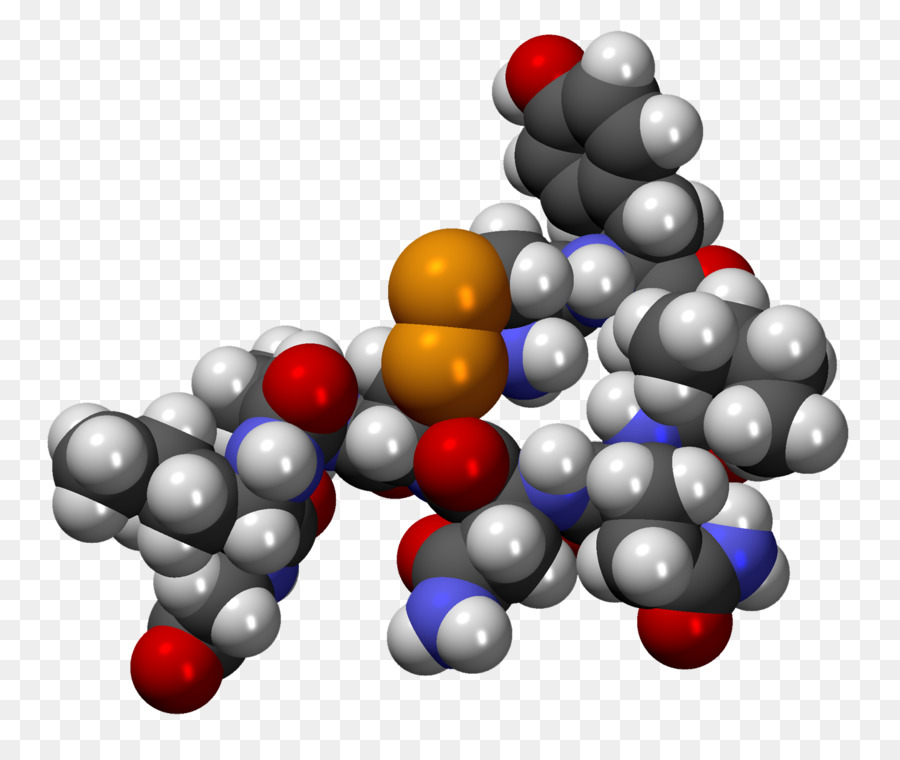 La Oxitocina，La Molécula De PNG