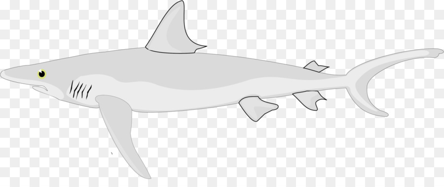 Tiburón，Chondrichthyes PNG