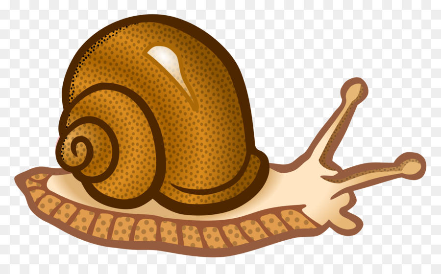 Caracol，Caracol De Mar PNG