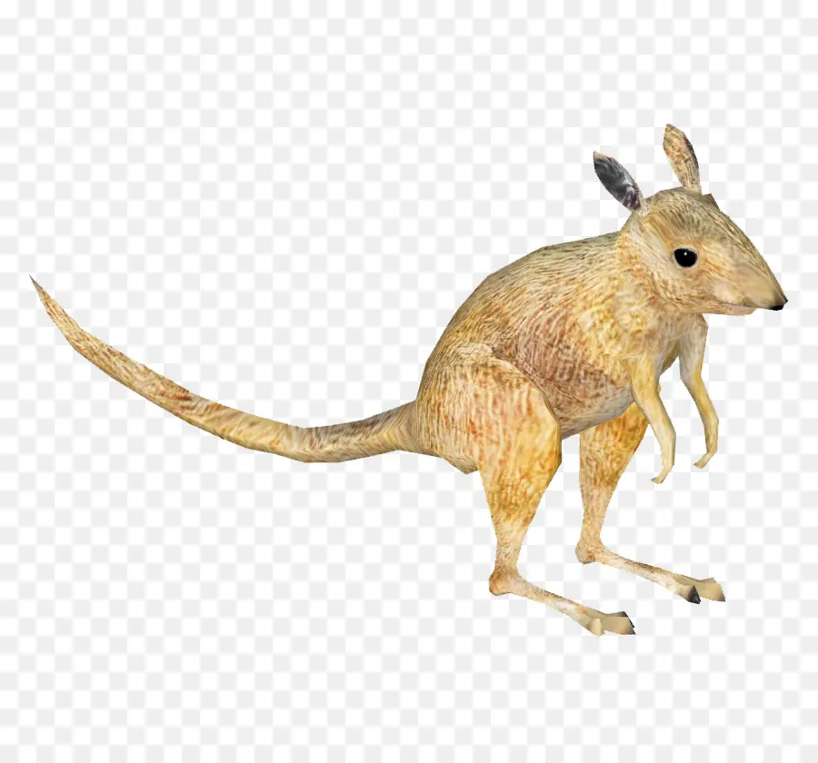 Canguro，Marsupial PNG