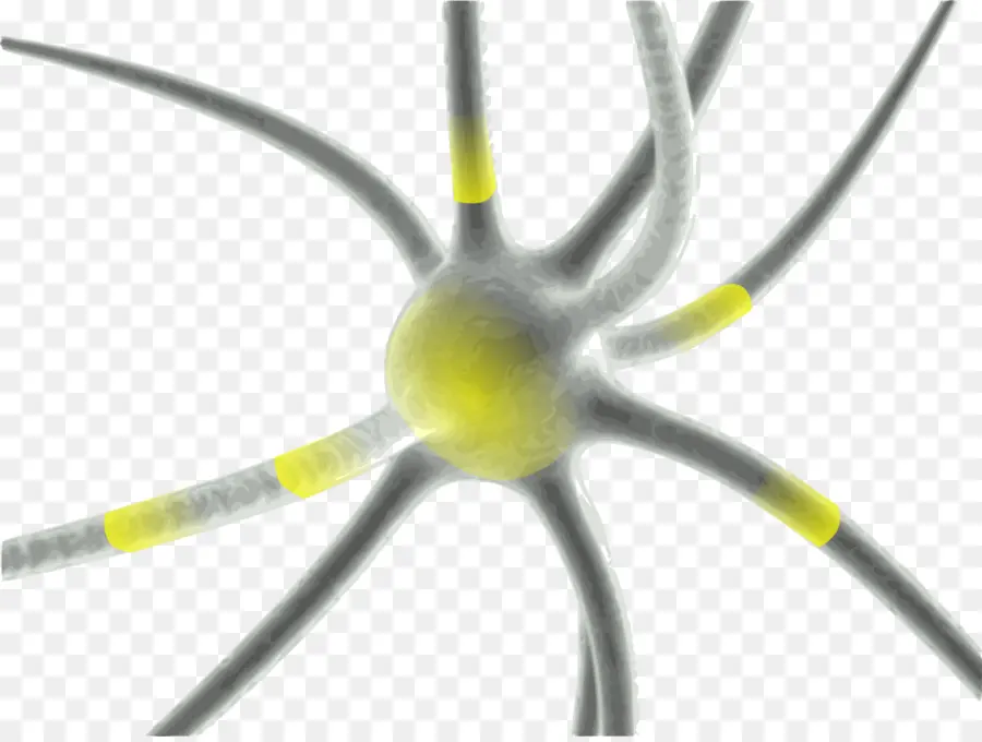 Sinapsis，Neurona PNG