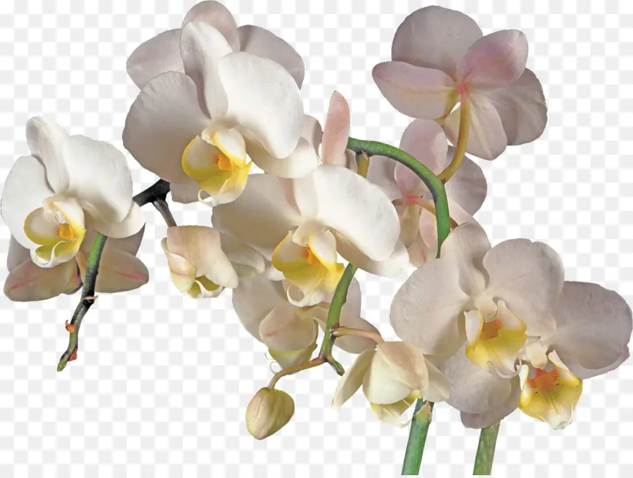 Las Orquídeas，Flor PNG