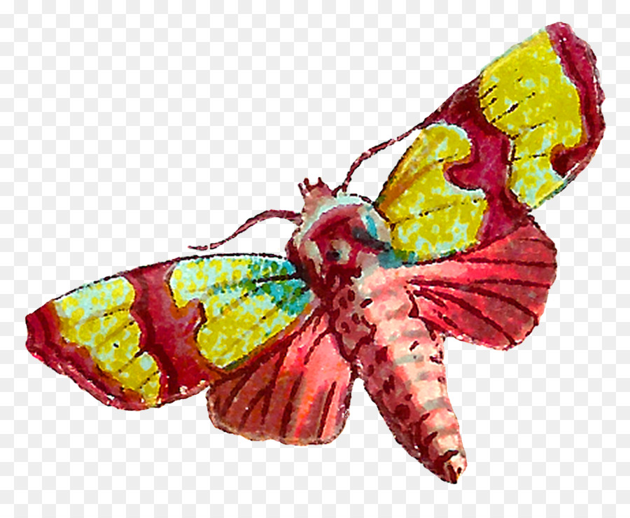 Mariposa，Insecto PNG