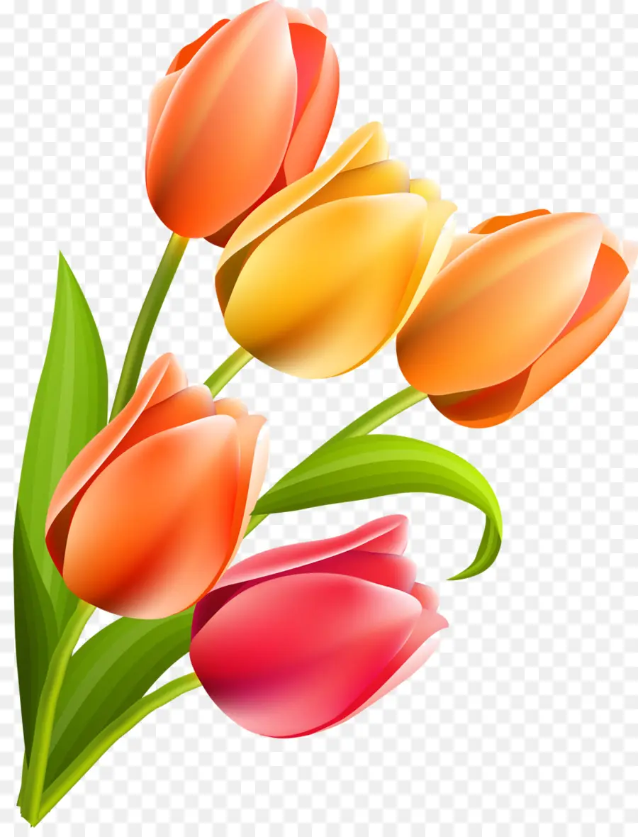 Tulipanes Coloridos，Ramo PNG