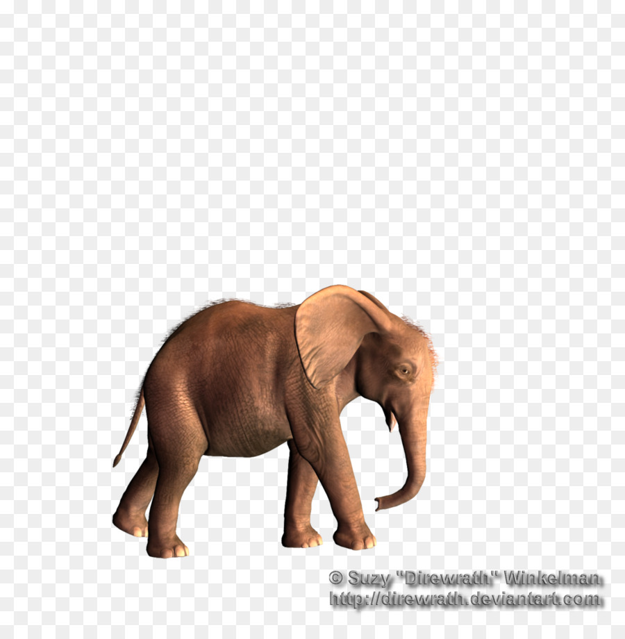 El Elefante Africano，Elefante PNG