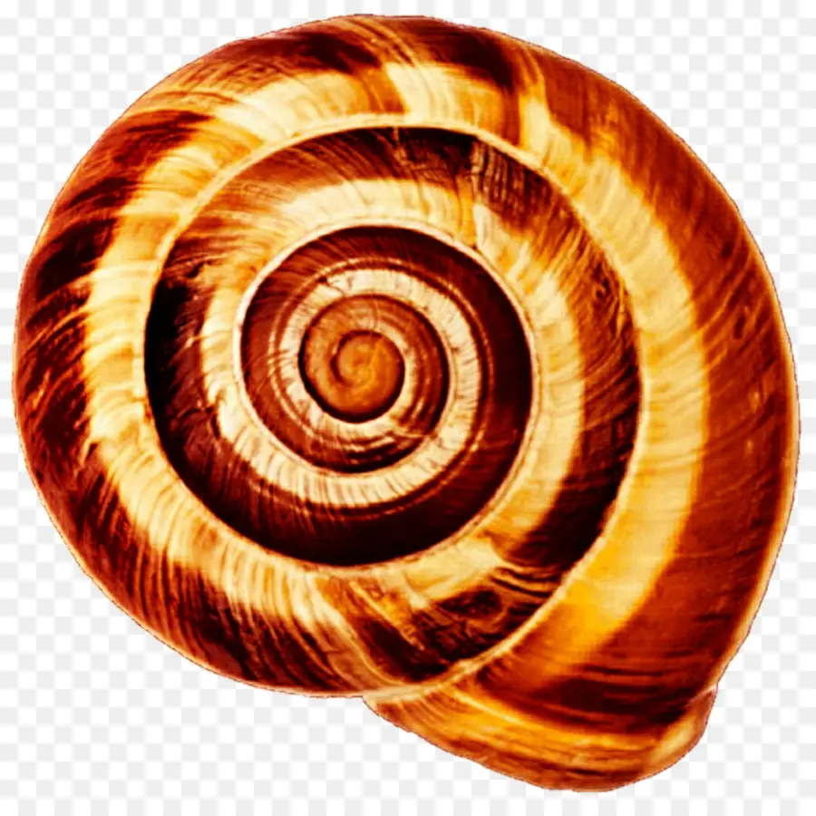 Concha De Caracol，Espiral PNG