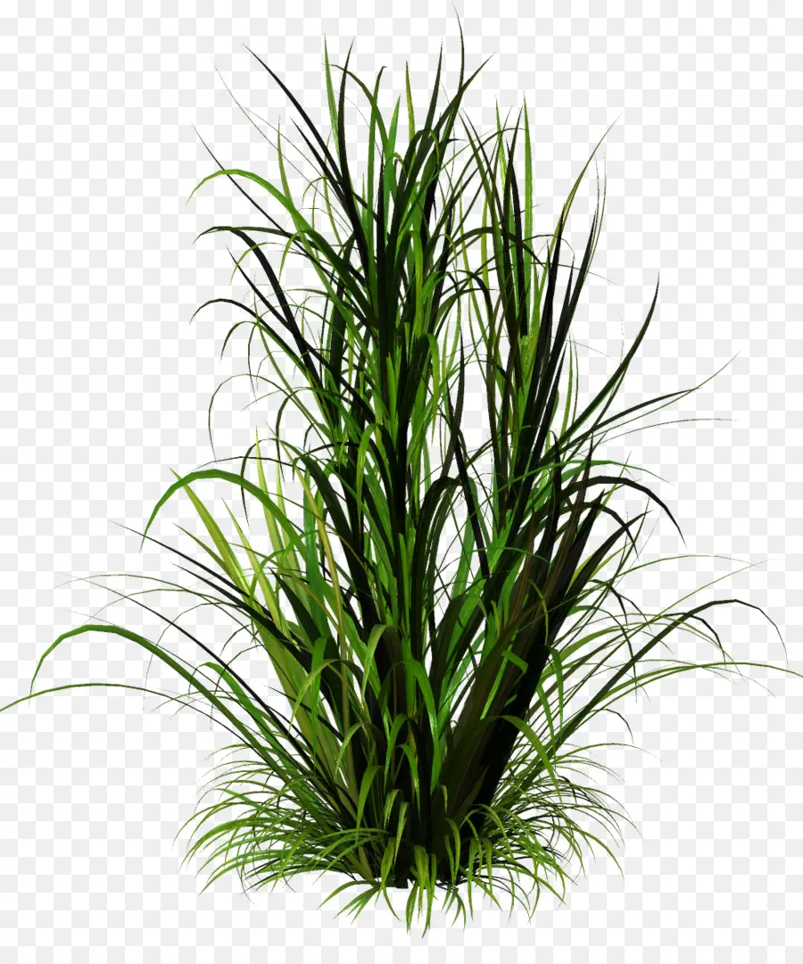 Césped，Planta Herbácea PNG