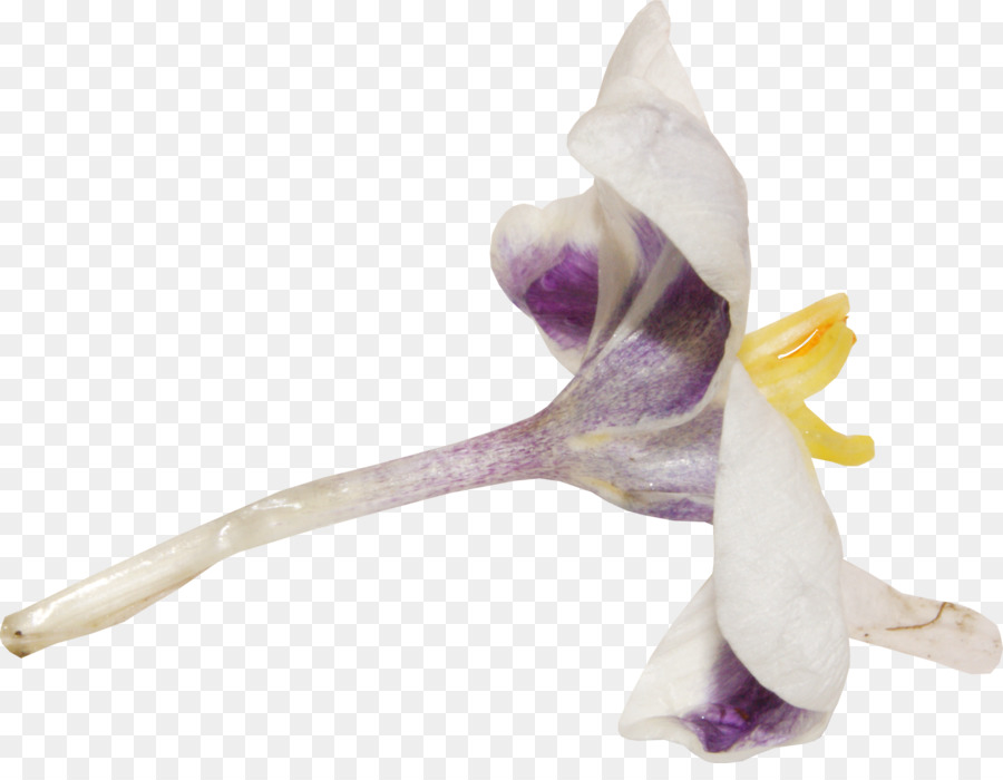 Flor，Flores Artificiales PNG