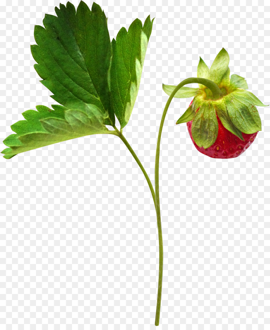 Fresa，La Fruta PNG