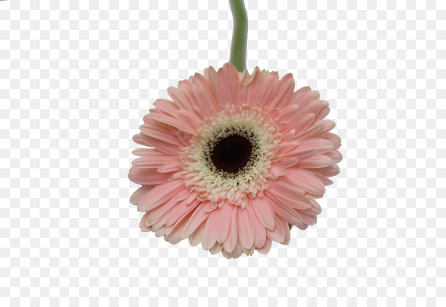 Flor，Transvaal Daisy PNG