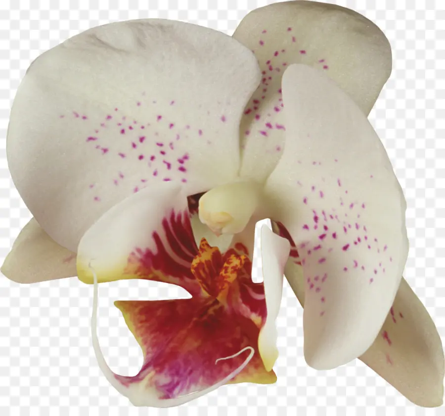 Las Orquídeas，La Polilla De Las Orquídeas PNG