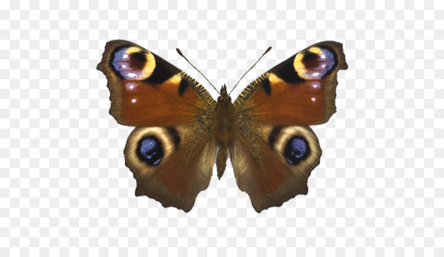 Mariposa，Aglais Io PNG