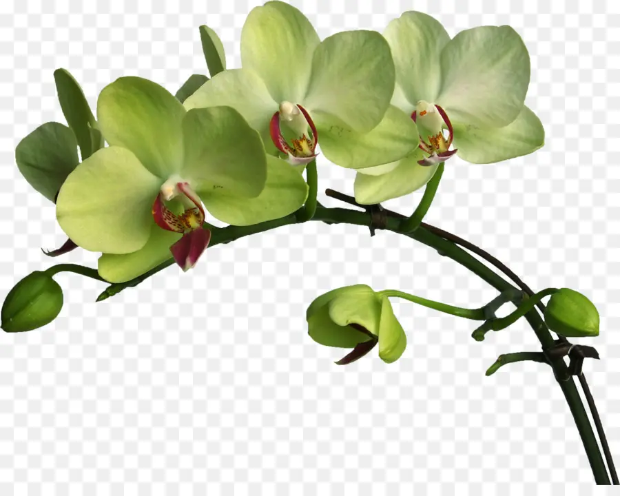 Las Orquídeas，Planta PNG