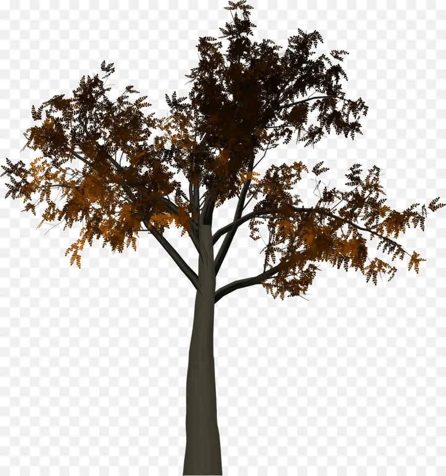 árbol De Otoño，Caer PNG