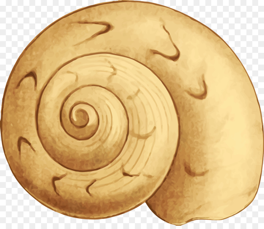 Concha，Caracol PNG