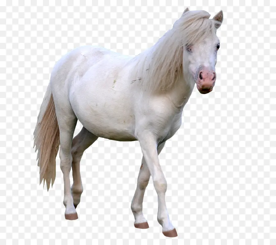 Caballo，Equino PNG