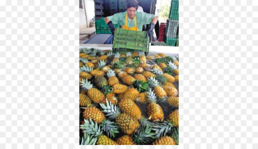 Cocina Vegetariana，Alimento PNG