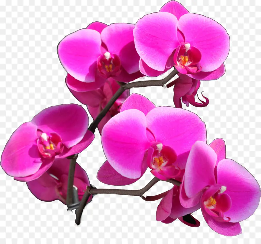Las Orquídeas，La Polilla De Las Orquídeas PNG