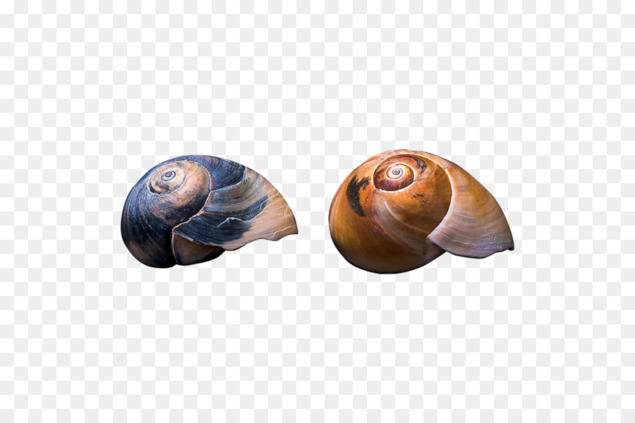 Caracol，Gasterópodos PNG