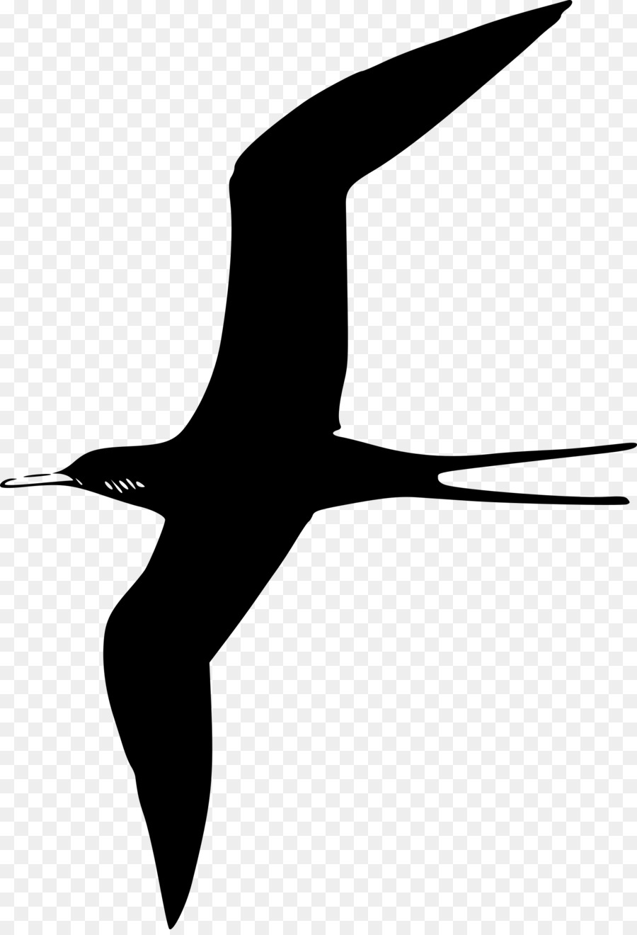 Pájaro Negro，Vuelo PNG