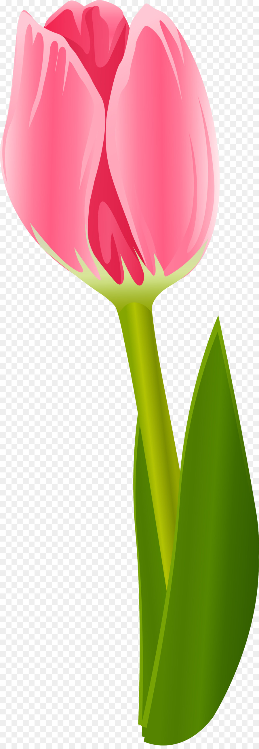 La Floración De La Planta，Tulip PNG