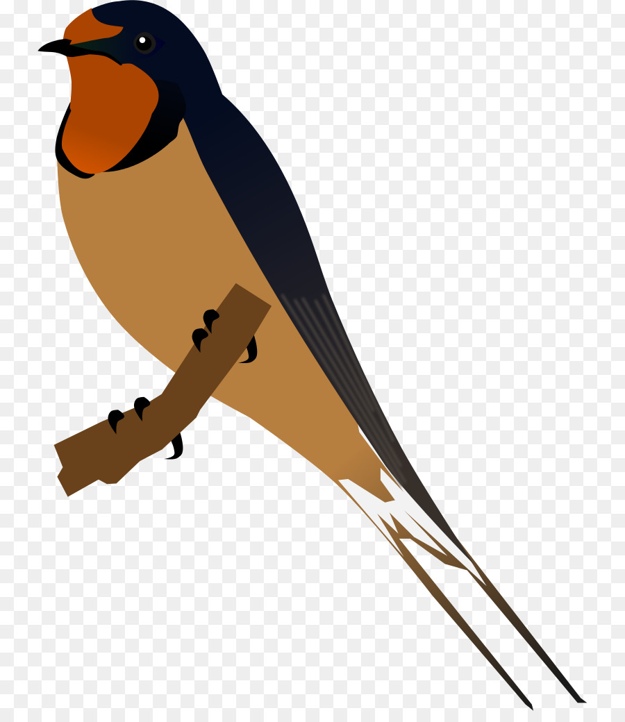 Pájaro，Pluma PNG