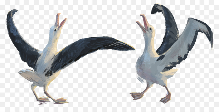 Pájaro，Pelican PNG