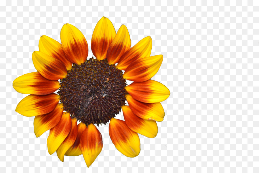 Común De Girasol，Flor PNG