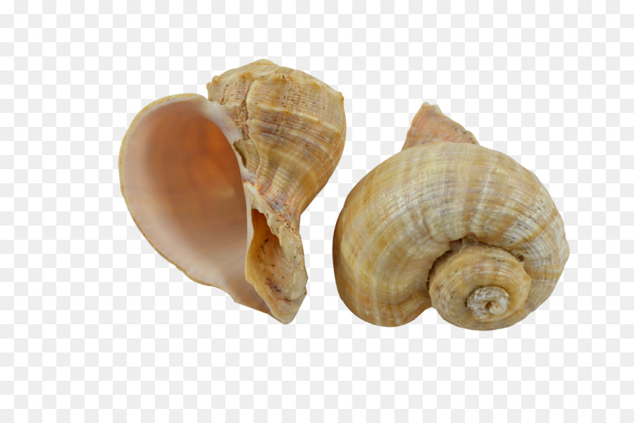 Concha，Gasterópodos PNG