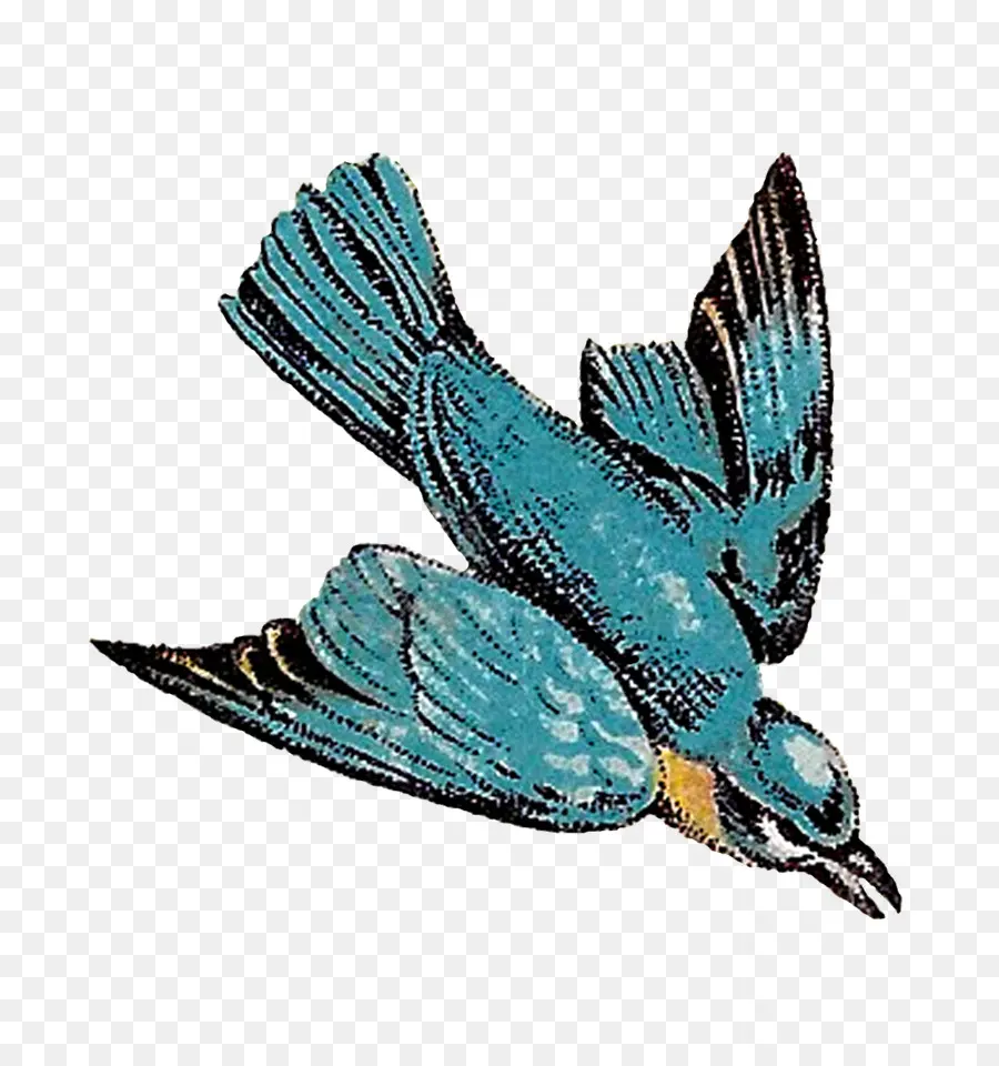 Pájaro，Pluma PNG