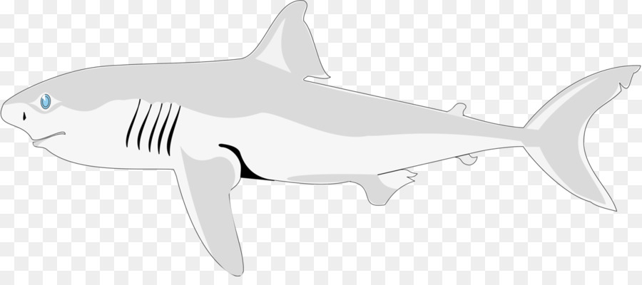 Tiburón，Tiburón Tigre PNG