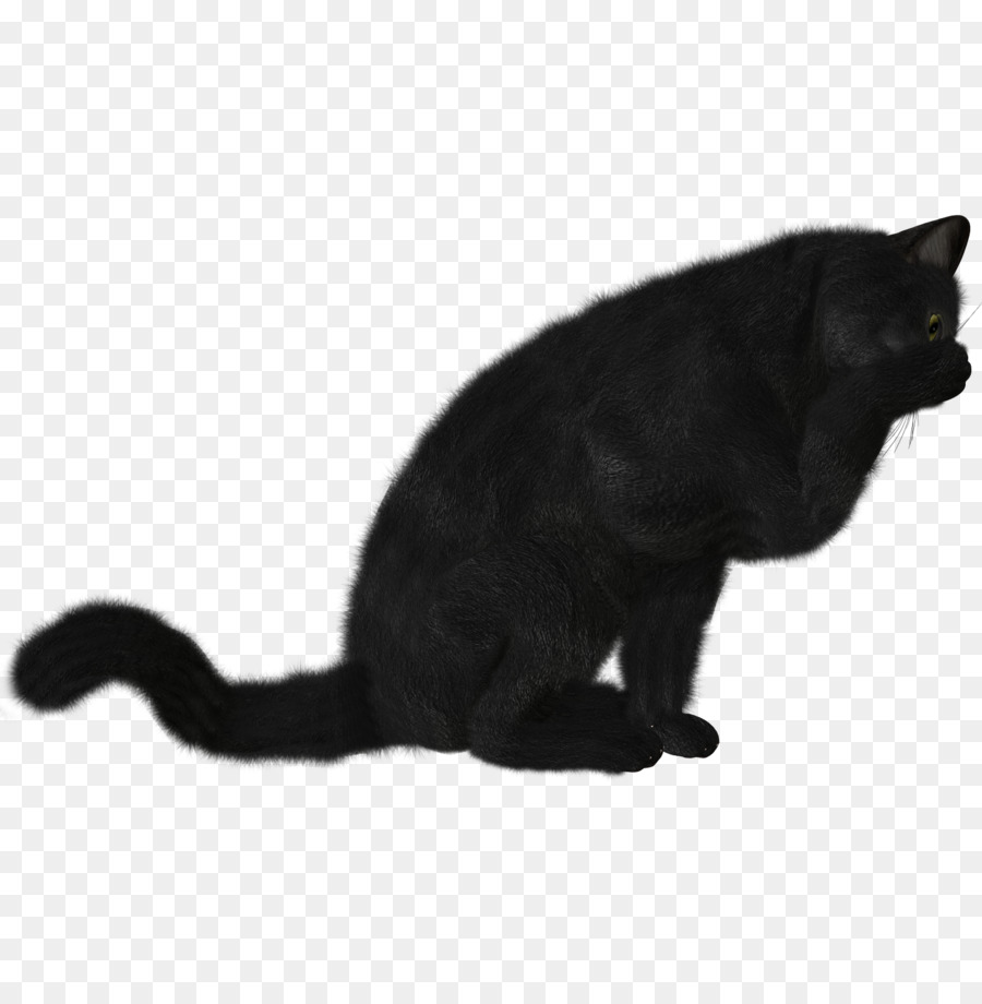 Bombay Gato，Gatito PNG