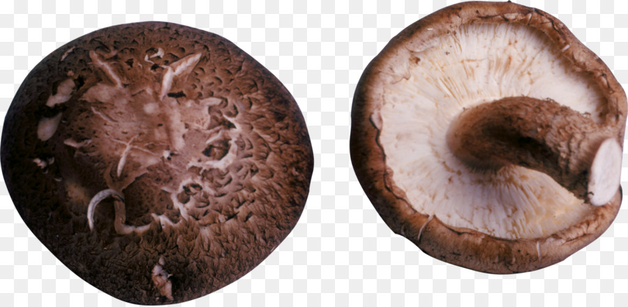 Shiitake，Seta PNG