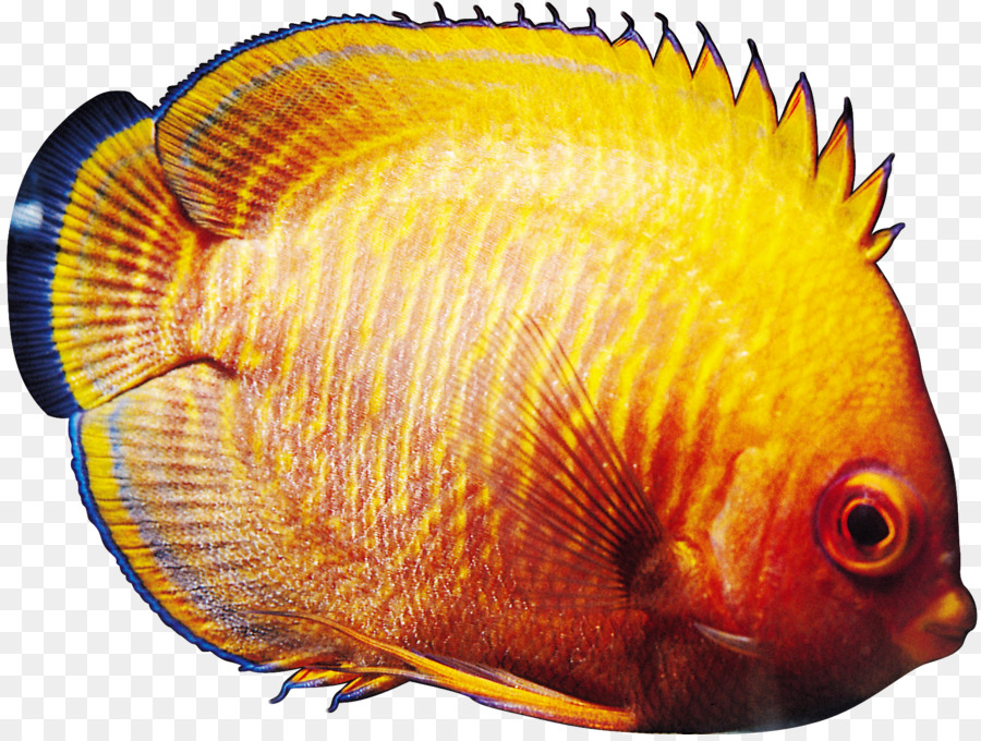 Peces Tropicales，Los Peces PNG