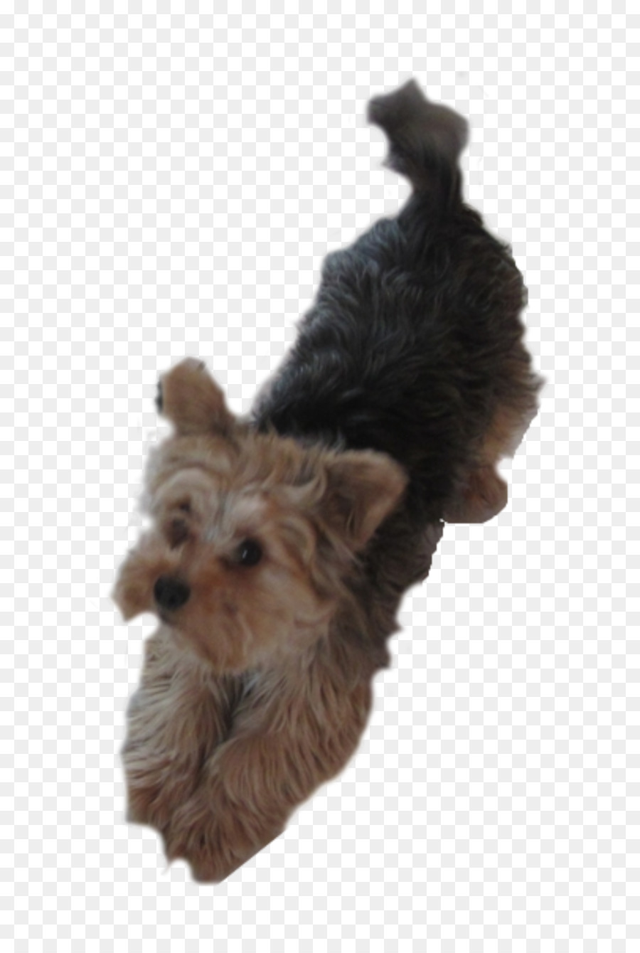 Perro Pequeño，Mascota PNG