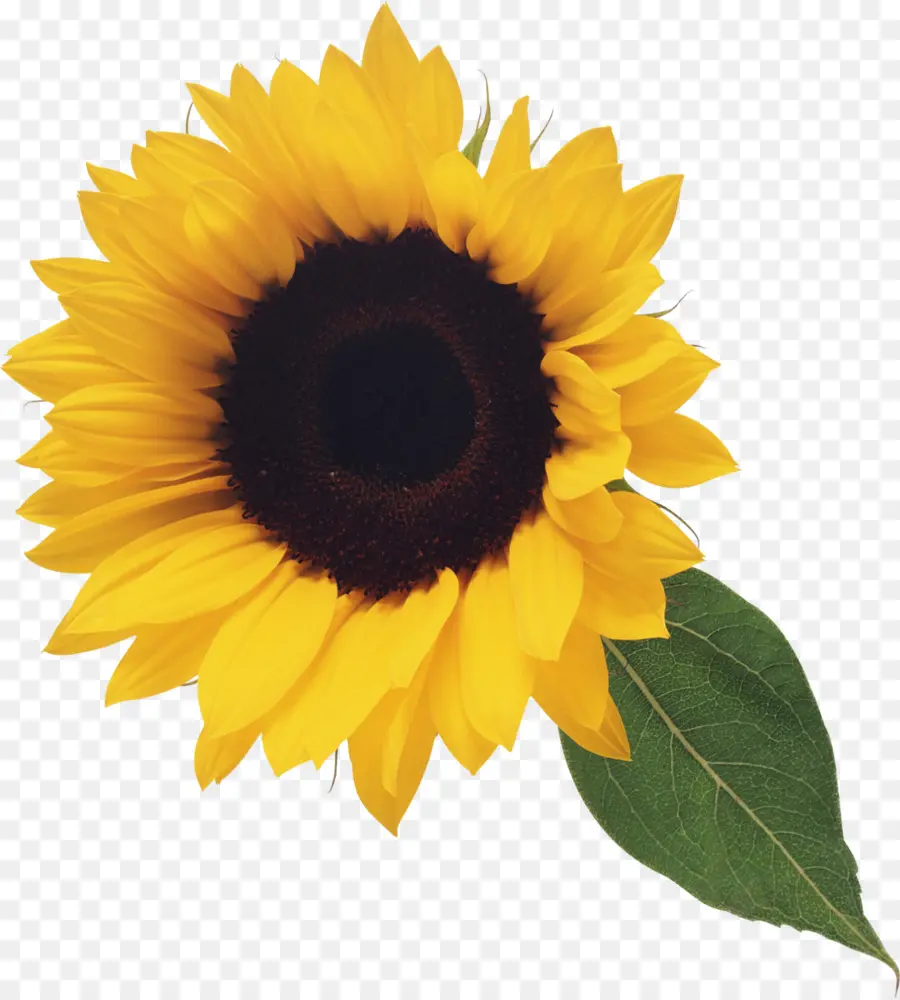 Girasol Común，Xcf PNG