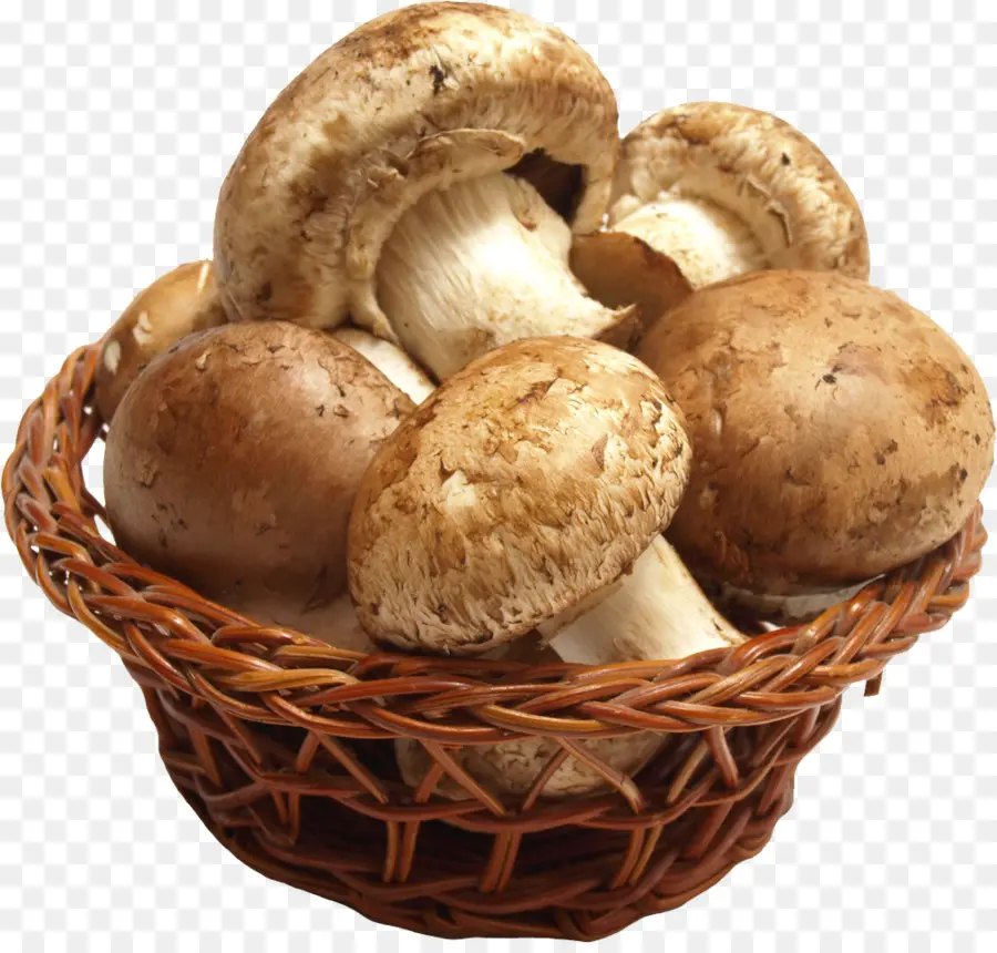 Seta，Shiitake PNG