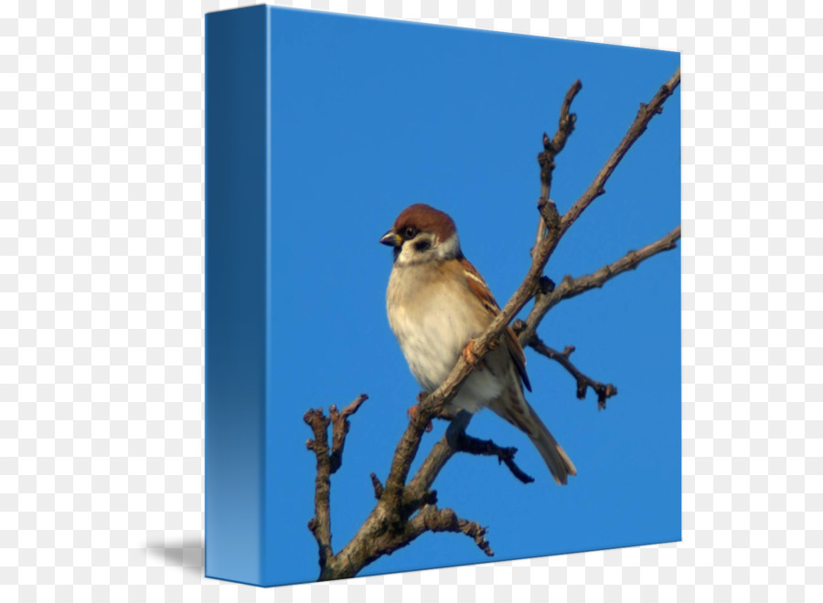 Pájaro，Wren PNG