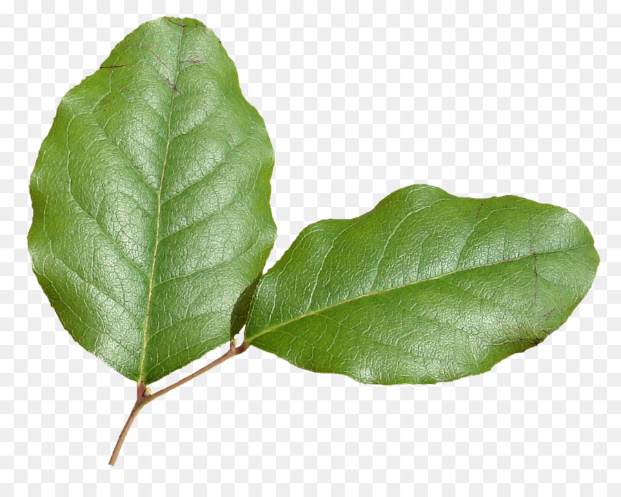 Hoja Morada，Naturaleza PNG