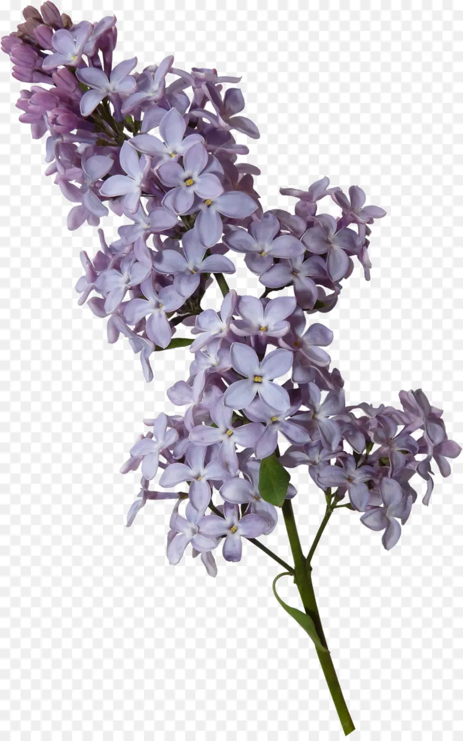 Flores Moradas，Florecer PNG